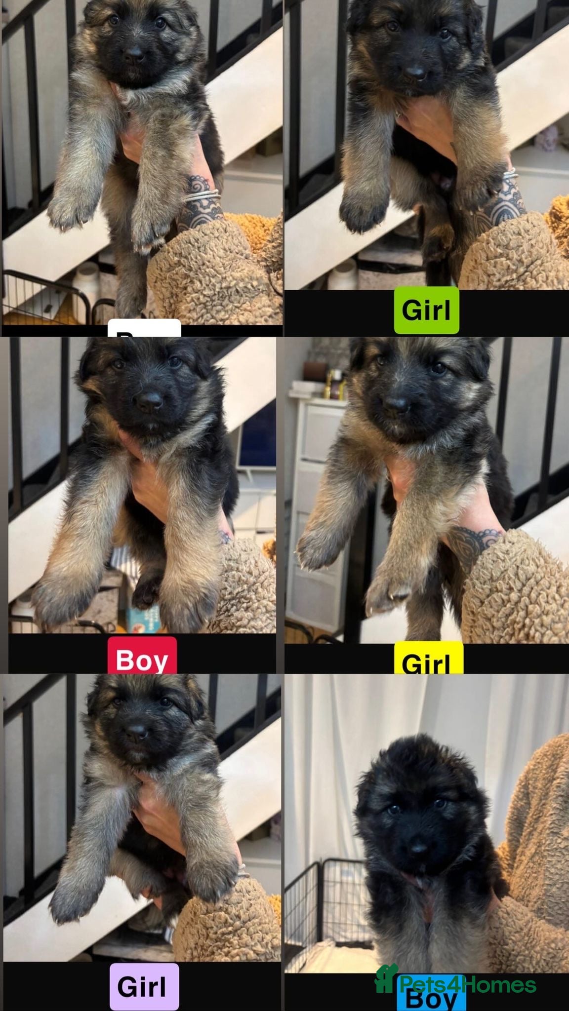 German Shepherd dogs German shepherd puppies Amber blood line  - Advert 10