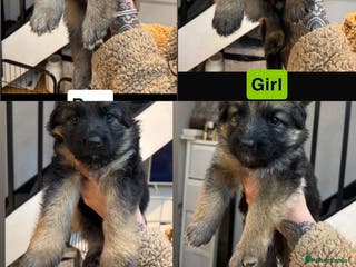 German Shepherd dogs German shepherd puppies Amber blood line - Advert 10