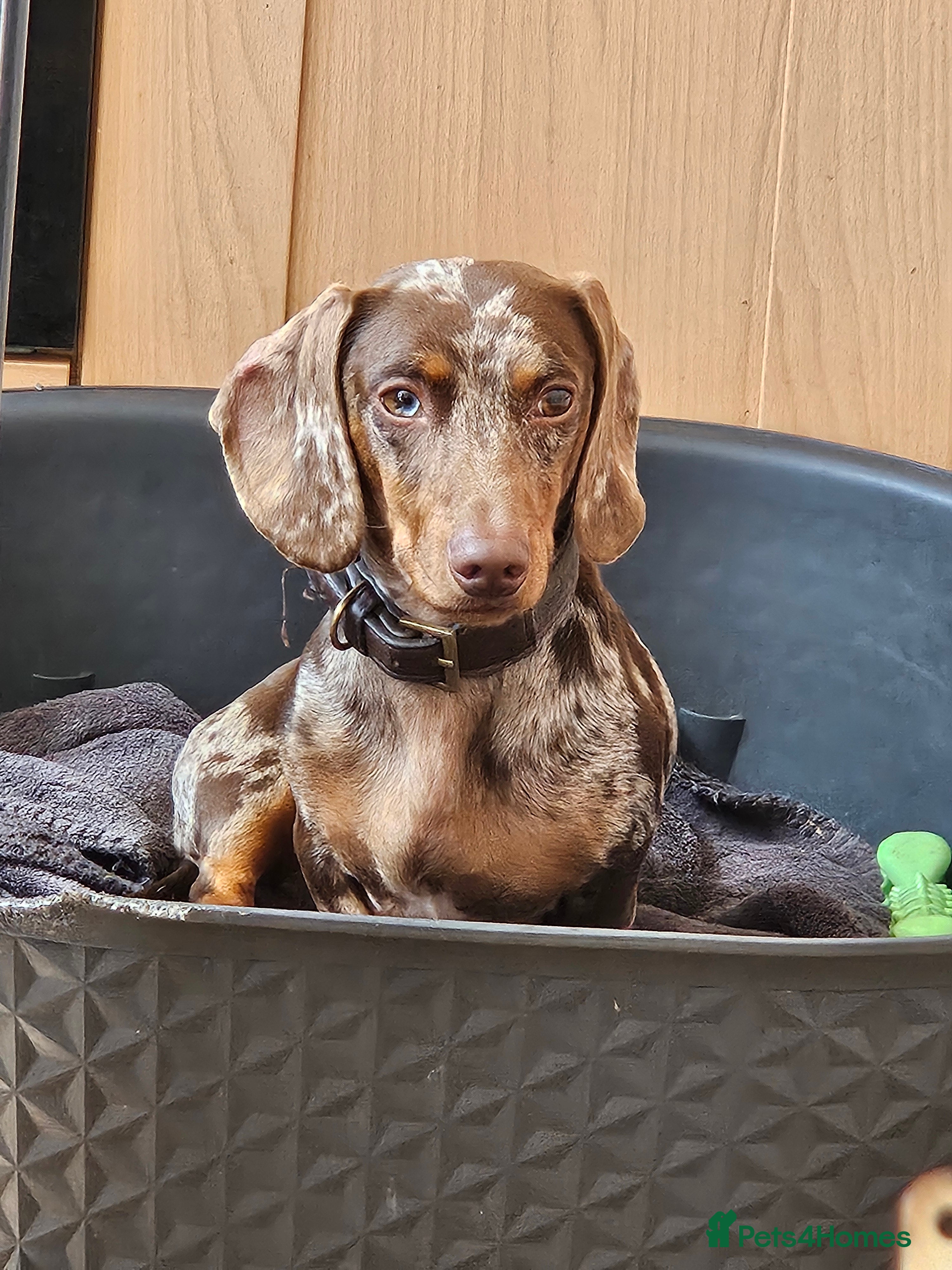 Dachshund dogs Beautiful miniture Dashounds - Advert 2