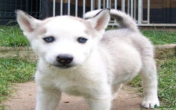 Siberian Husky dogs for sale: Siberian Husky puppies for sale ready now - Image 8