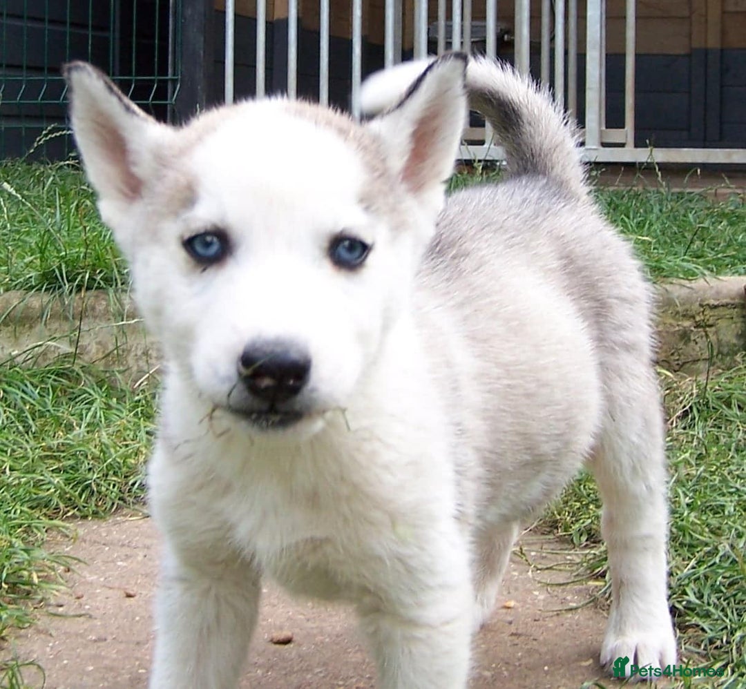 Siberian Husky dogs for sale: Siberian Husky puppies for sale ready now - Image 8