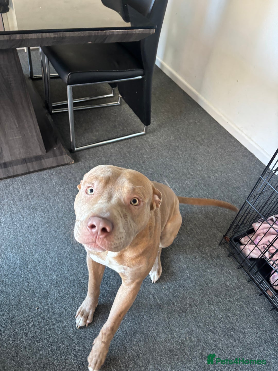Mixed Breed dogs for sale: Rehoming our 1 year old staffie cross  - Image 2
