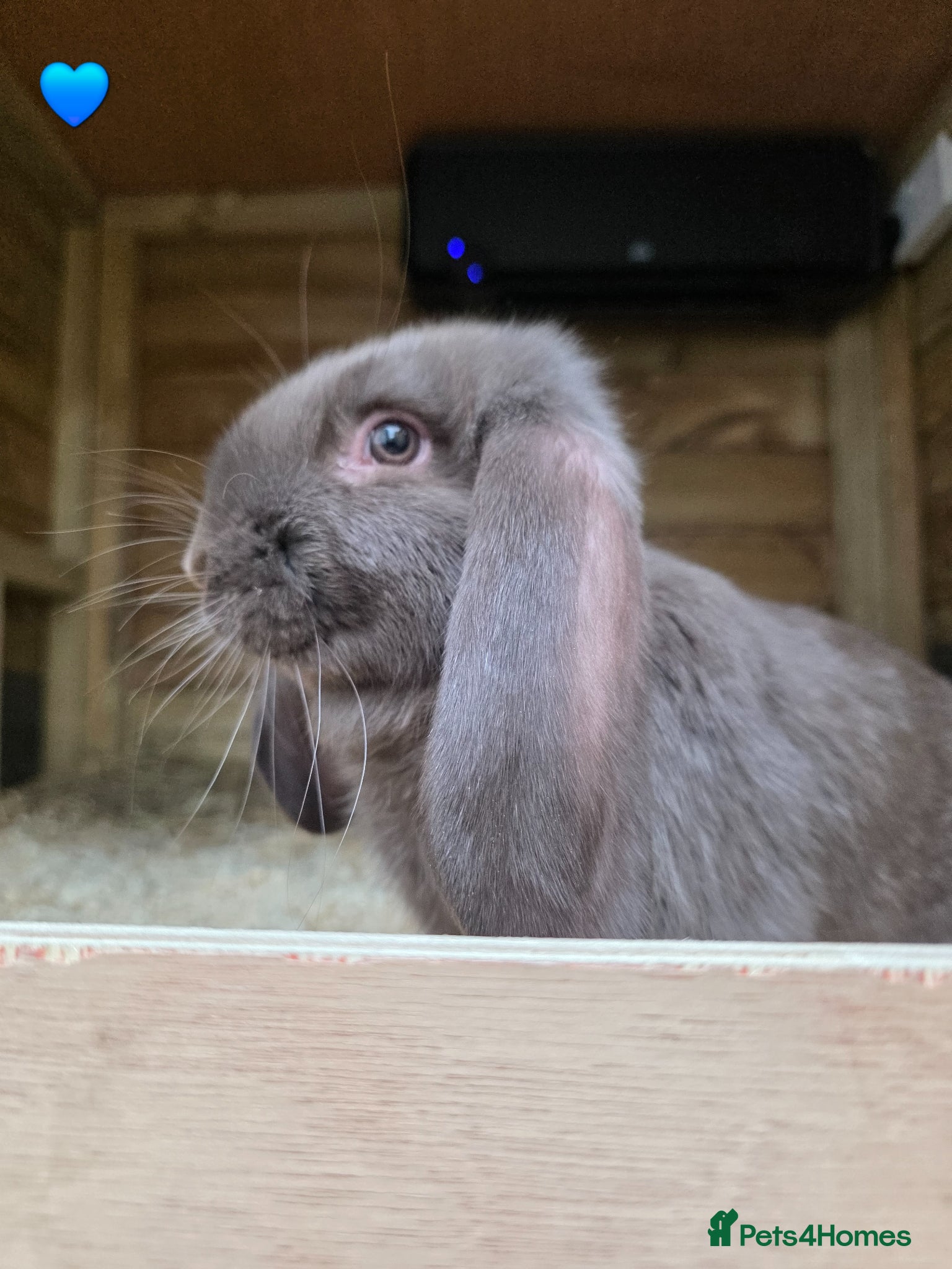 French Lop rabbits French Lop Rabbits - Advert 1