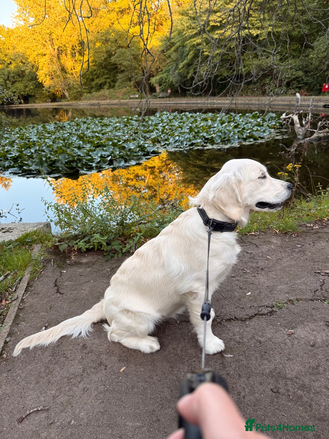 Golden Retriever dogs for sale: Golden retriever  - Advert 3