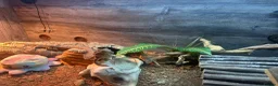 Bearded Dragon reptiles for sale: 9 month old bearded dragon in Neath - Advert 2