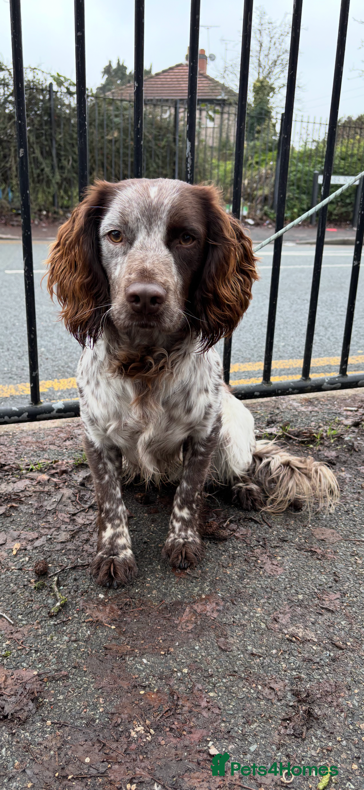 Sprocker dogs ROAN SPROCKER FOR STUD - Advert 1