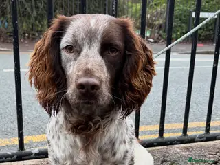 Sprocker dogs ROAN SPROCKER FOR STUD - Advert 1