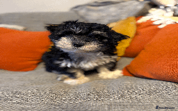 Mixed Breed dogs for sale: Maltese cross yorkshire cross shih tzu for sale - Advert 7