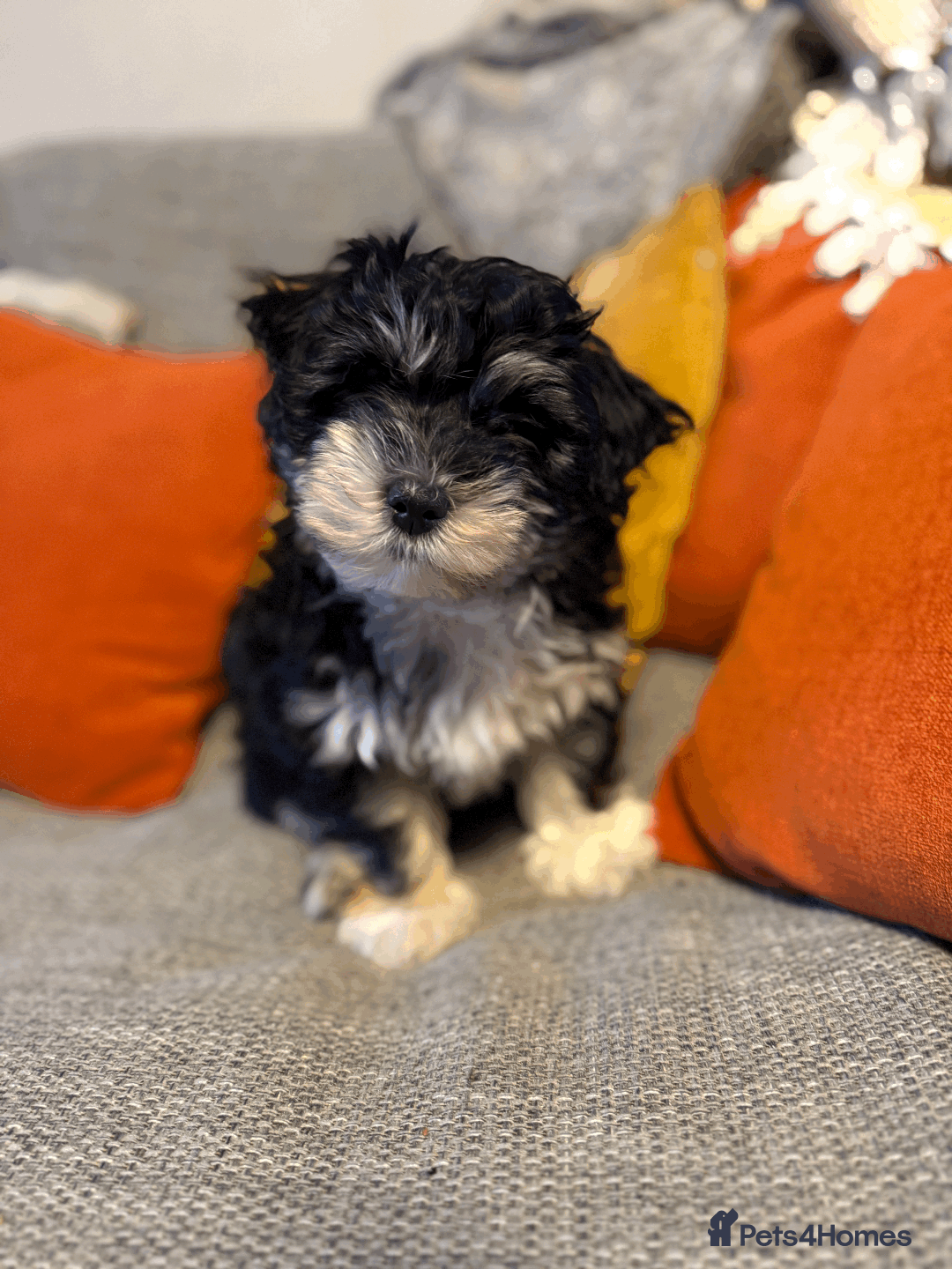 Mixed Breed dogs for sale: Maltese cross yorkshire cross shih tzu for sale - Advert 7