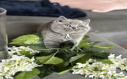 British Shorthair cats for sale: ✨Beautiful British Shorthair Kittens ✨ - Image 14