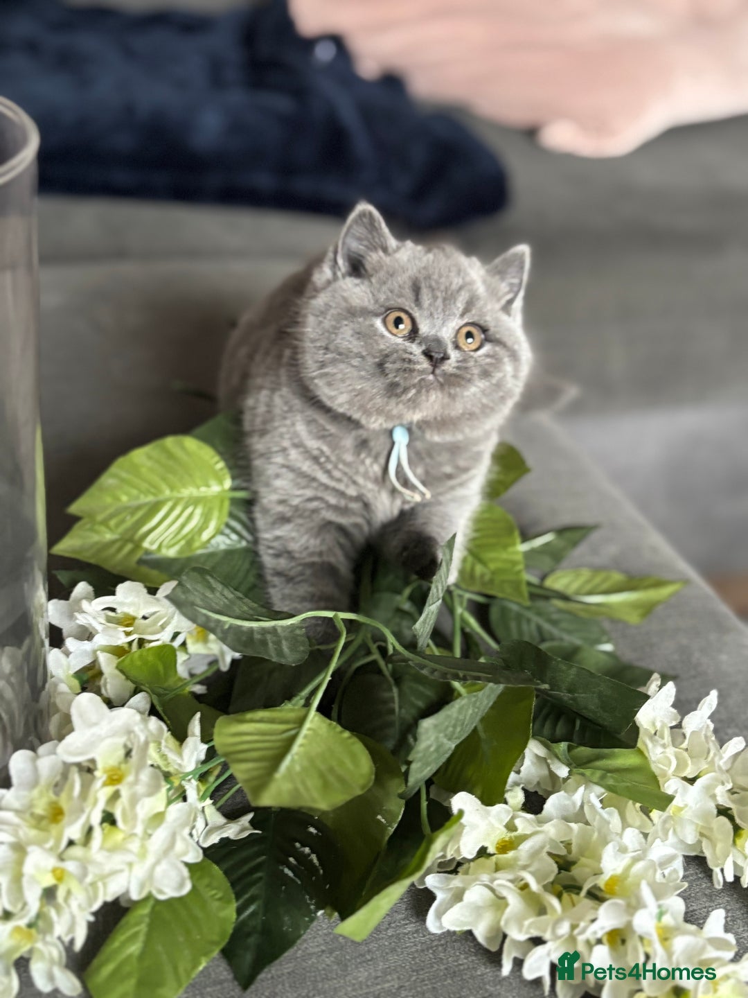 British Shorthair cats for sale: ✨Beautiful British Shorthair Kittens ✨ - Image 14