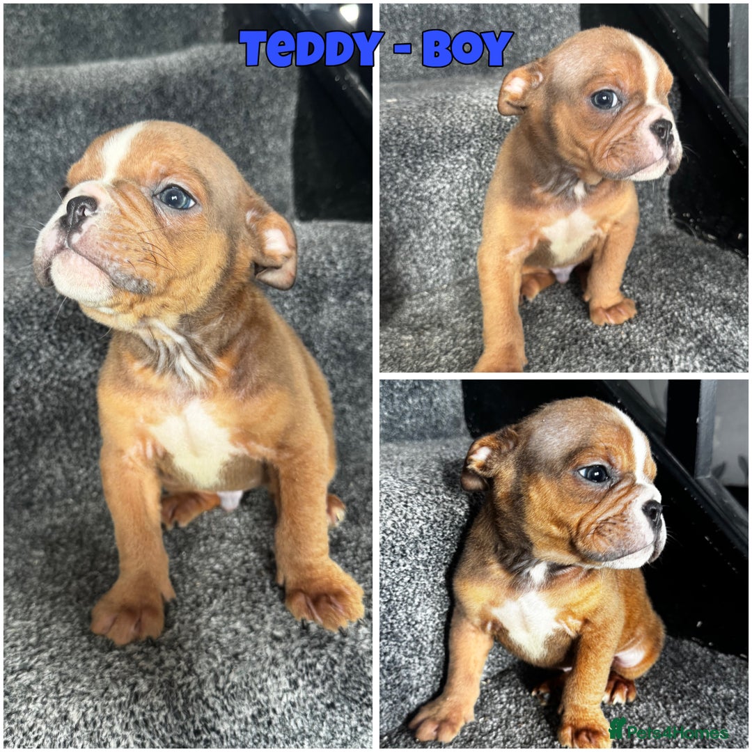 Olde English Bulldogge dogs for sale: 2 LEFT Olde English bulldog pups { READY TO LEAVE} - Image 2