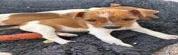 Jack Russell dogs for sale: Beautiful Jack Russell Puppies - Advert 10