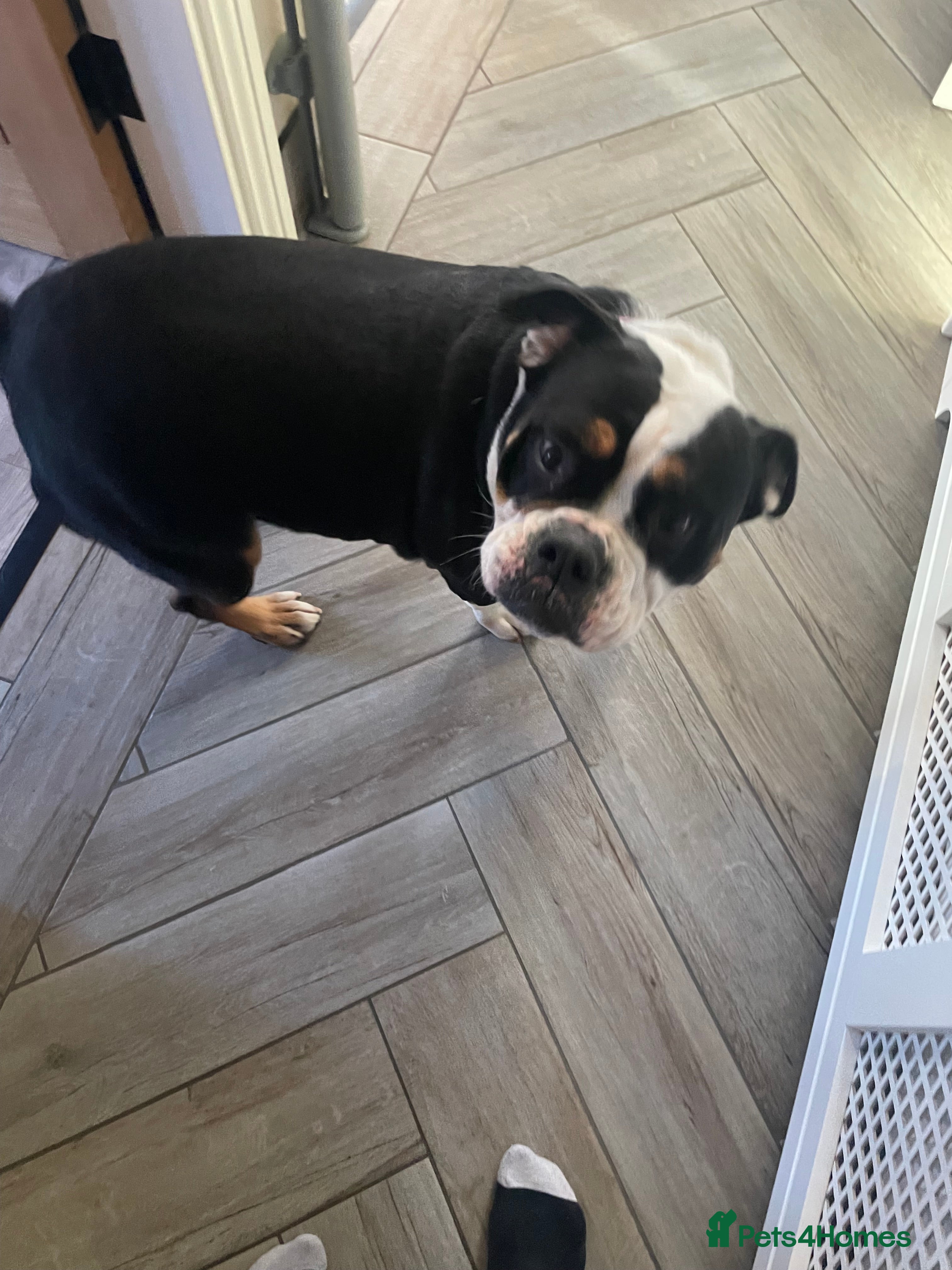 Old Tyme Bulldog dogs 5 year old bulldog for rehoming  - Advert 1