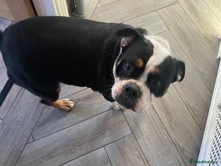 Old Tyme Bulldog dogs 5 year old bulldog for rehoming - Advert 3