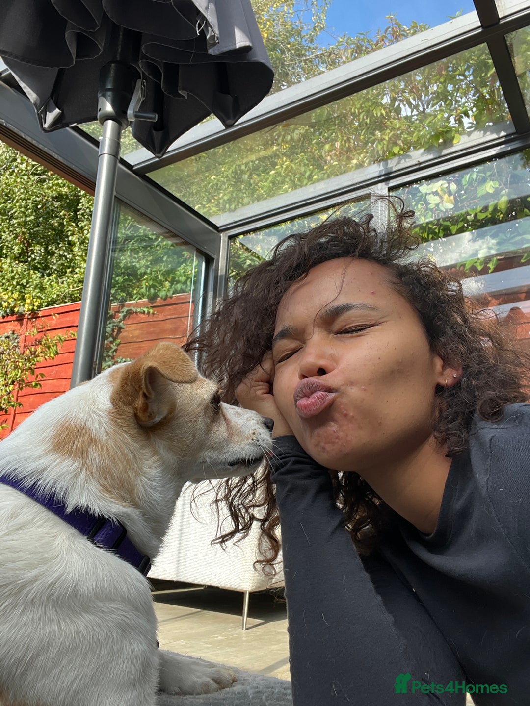 Mixed Breed dogs for adoption: Lovely Lola is Ready for Her Forever Home! 💖 - Image 3