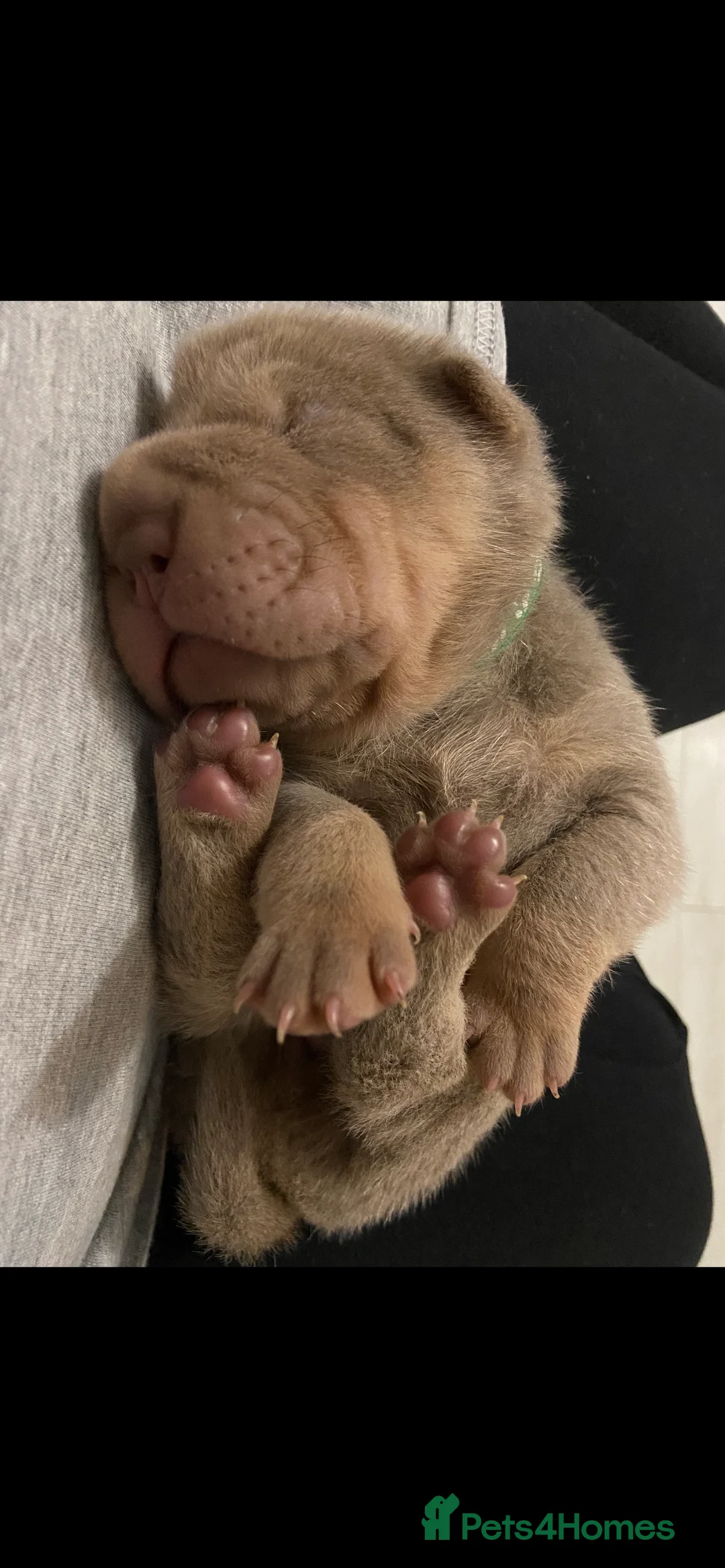 Shar Pei dogs for stud: kc reg health tested bva eye tested  in Sunderland - Advert 10