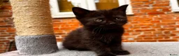 Mixed Breed cats for sale: Adorable Kittens  - Advert 26