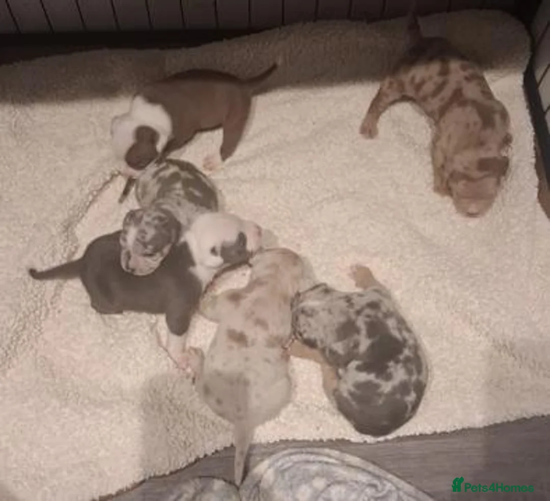 American Bully dogs for sale: Outstanding ABKC registered Micro Bully Litter! - Advert 1