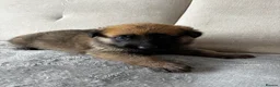 Mixed Breed dogs for sale: Malinois x GSD Puppies ONLY 2 Males Ready To Leave - Advert 14