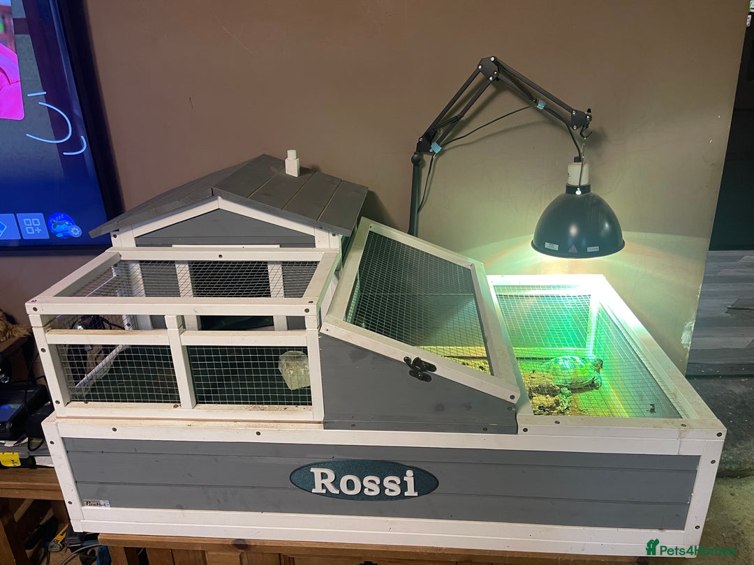 Tortoise reptiles for sale: Tortoise and house for sale - Advert 3