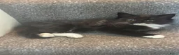 Mixed Breed cats for sale: Three kittens For Sale  in Dagenham - Advert 10