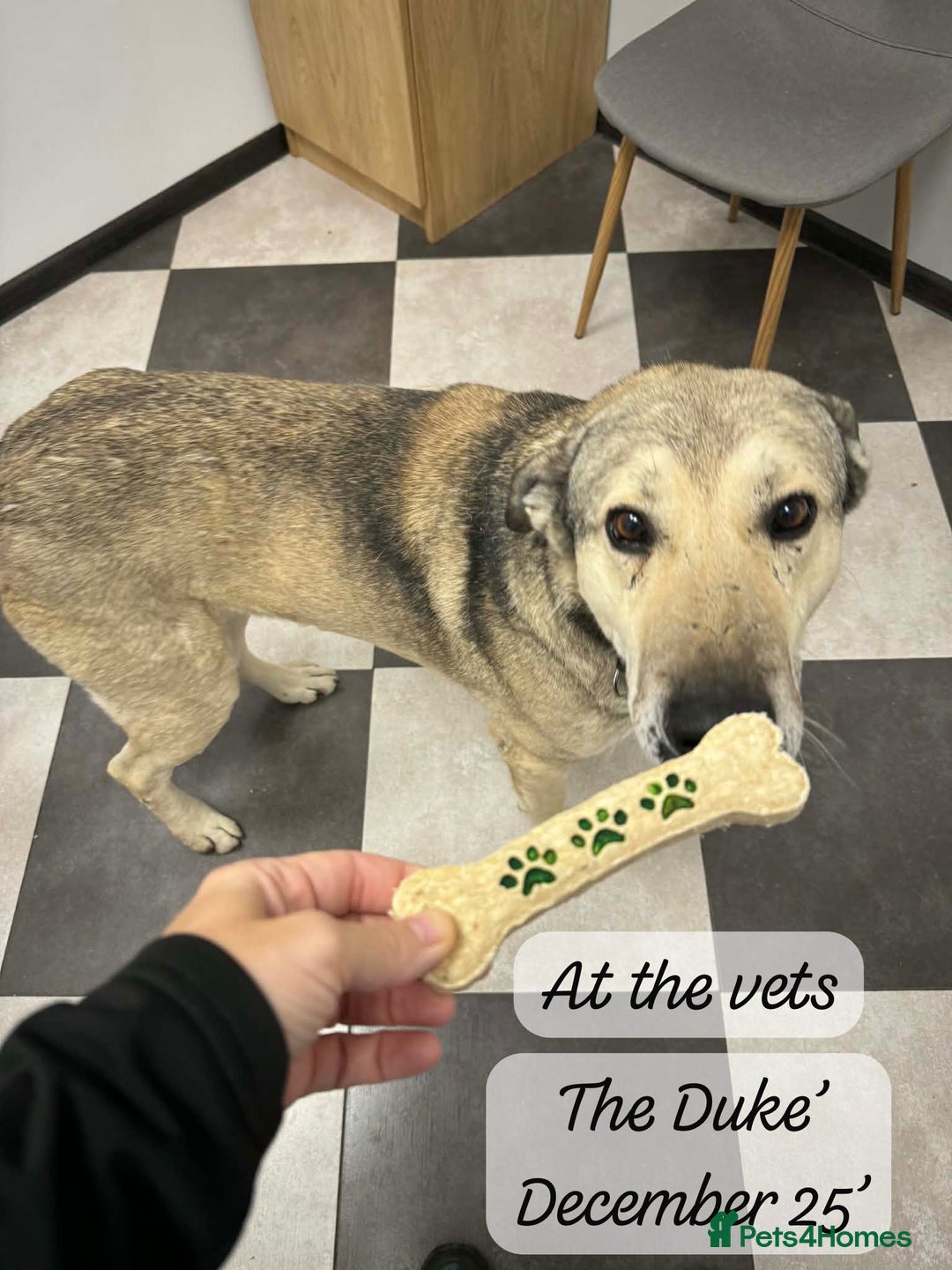 Mixed Breed dogs for adoption: The Duke, 8 yrs approx. Available for adoption. - Advert 26