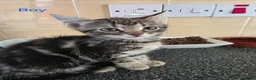 Mixed Breed cats for sale: Kittens looking for their forever homes - Advert 4