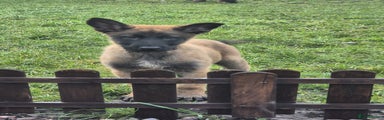 Belgian Shepherd Dog Puppy 5