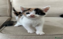 Domestic Shorthair cats for sale: Kittens  - Image 4