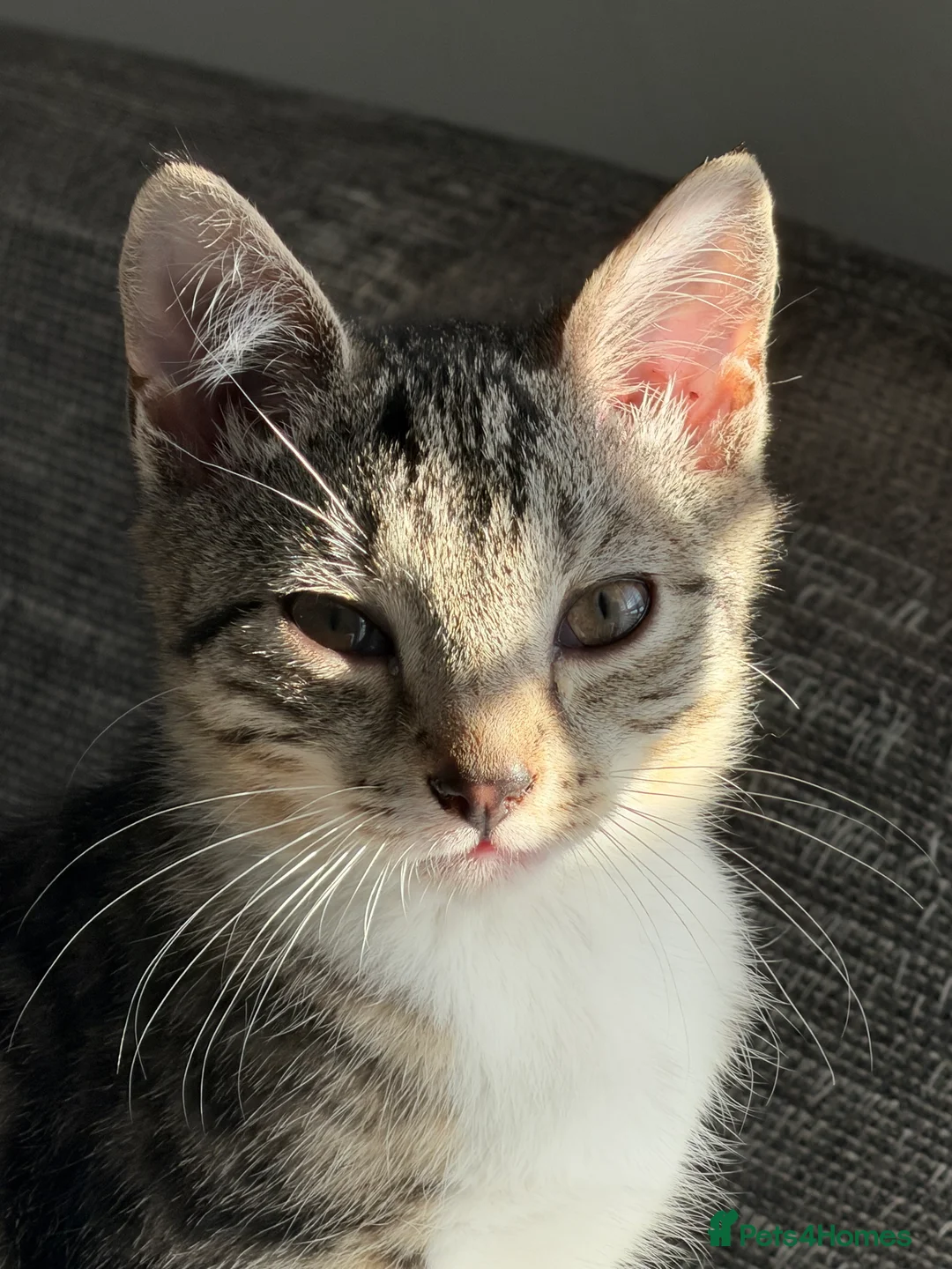 Domestic Shorthair cats for sale: Kitten for Rehoming in Stevenage - Advert 1