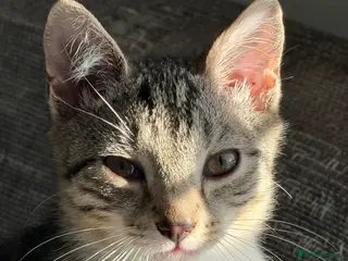 Domestic Shorthair cats Kitten for Rehoming in Stevenage - Advert 7