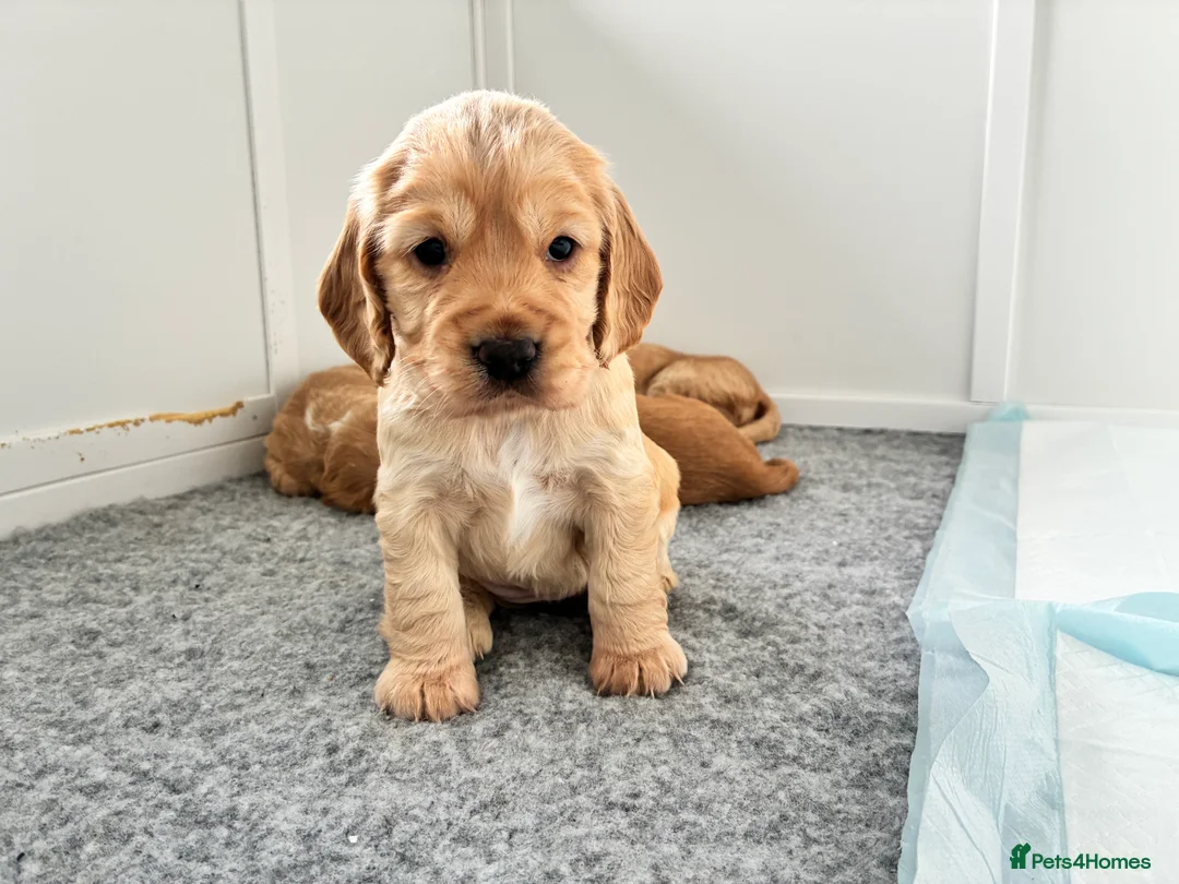 Cocker Spaniel dogs for sale: KC Registered and Vet checked Pups - Advert 1
