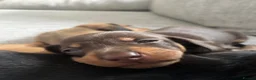 Miniature Dachshund dogs for sale: Beautiful Miniature Dachshund Puppies – Ready Soon - Advert 14