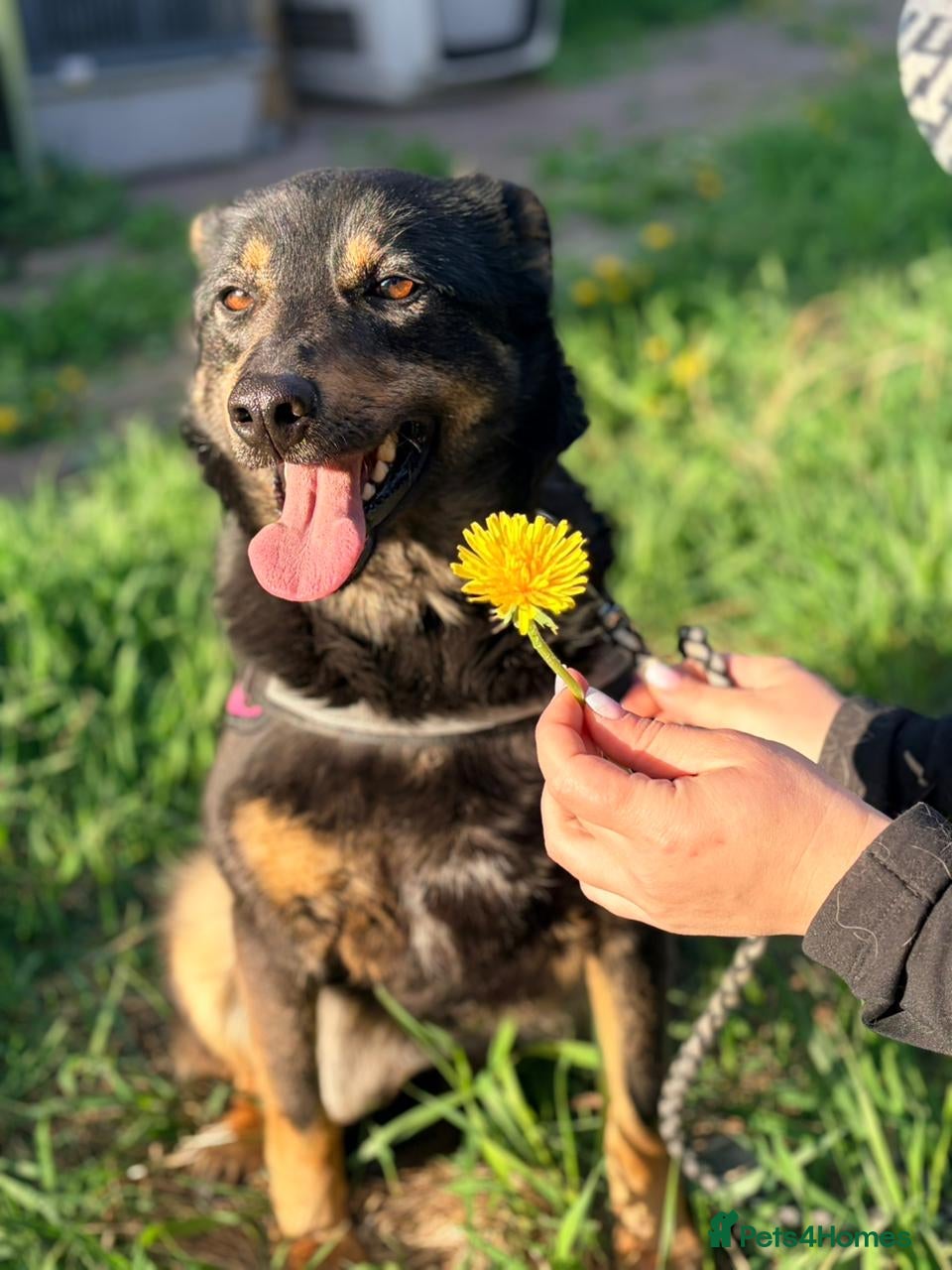 Mixed Breed dogs ❤️ROSIE❤️2.5 yo low-medium friendly loving girl - Advert 1
