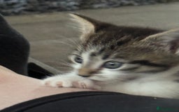Domestic Shorthair cats for sale: 3 beautiful tabby females  - Image 5