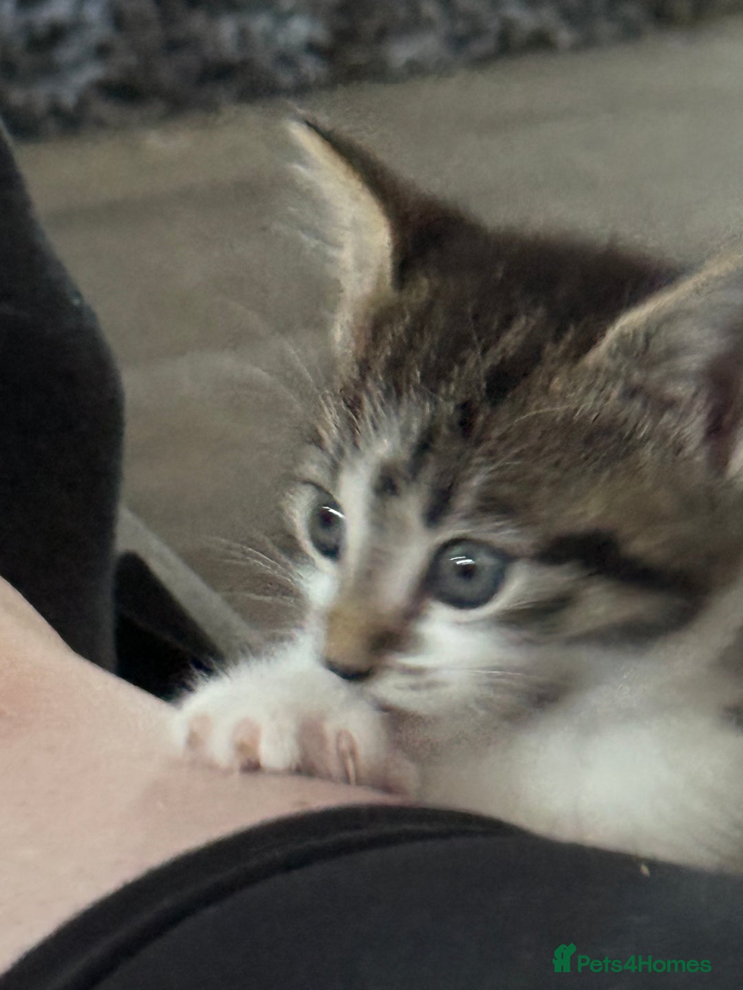 Domestic Shorthair cats for sale: 3 beautiful tabby females  - Image 5