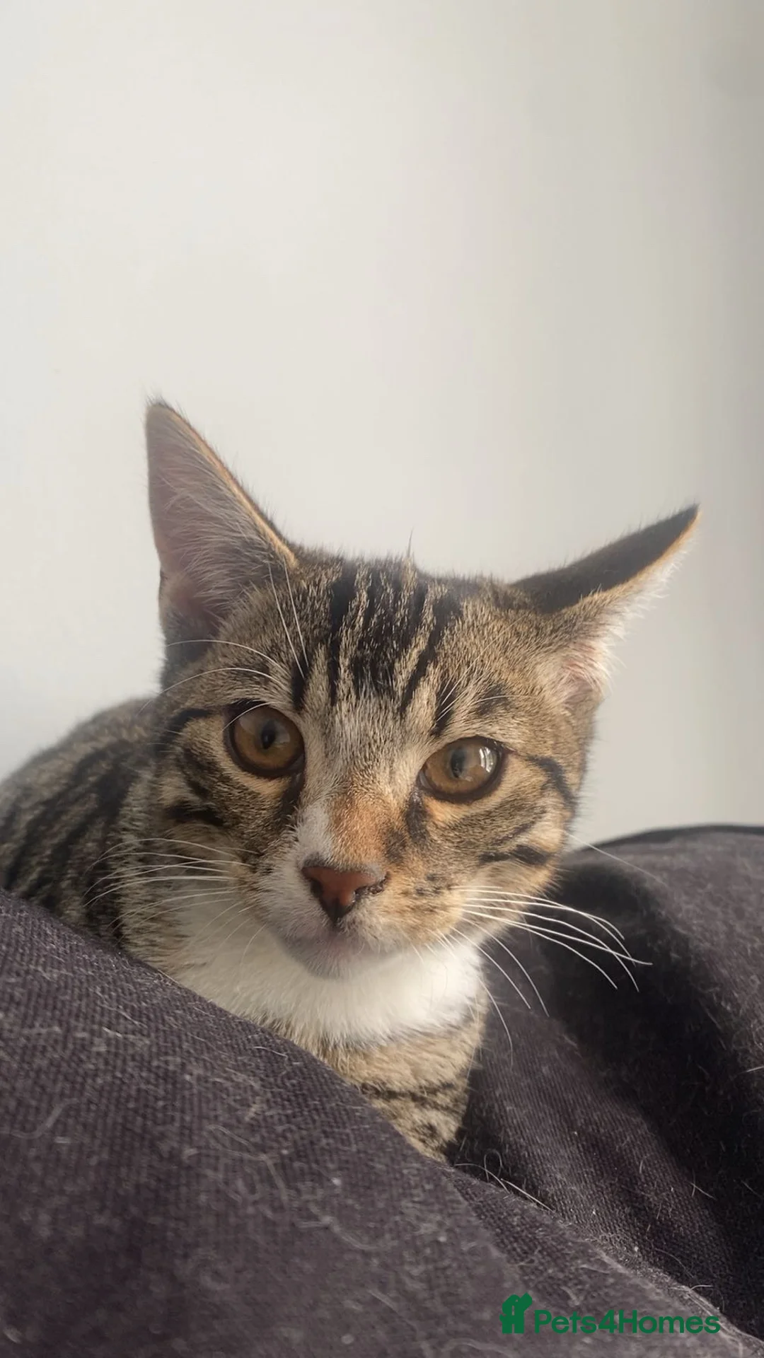 Mixed Breed cats for sale: Male cat in Dunfermline - Advert 2