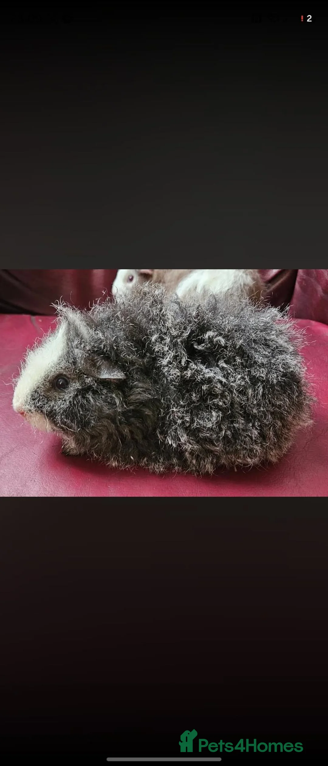 Guinea Pig rodents for sale: Beautiful funky boar - Advert 2