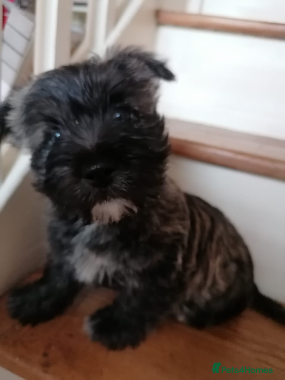 Mixed Breed dogs for sale: Wairns: Westie/ Cairn Pups - Image 9