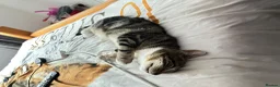 Mixed Breed cats for sale: Female Kitteb for sale in Birmingham - Advert 1