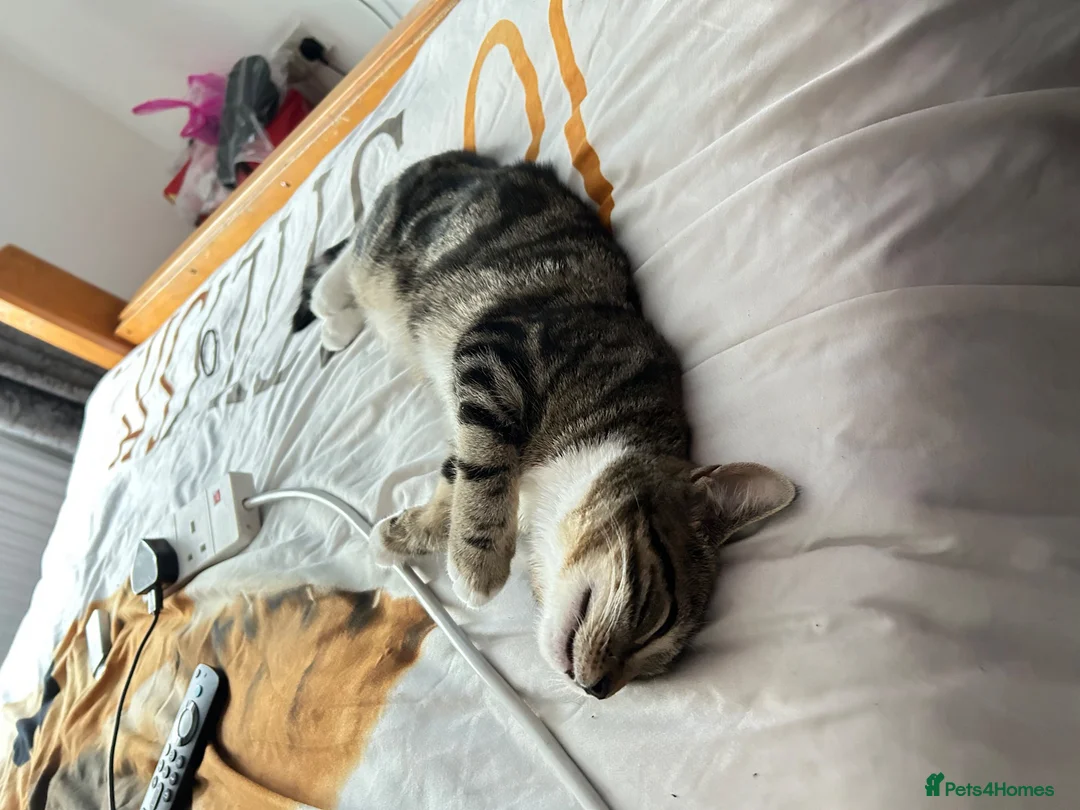 Mixed Breed cats for sale: Female Kitteb for sale in Birmingham - Advert 1