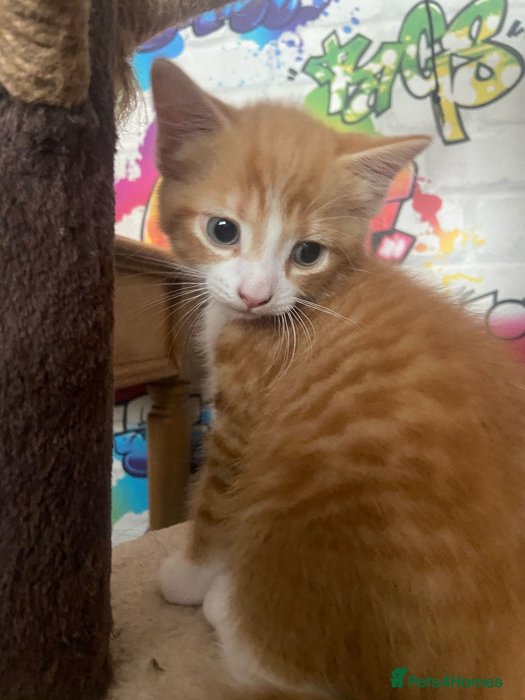 British Shorthair cats for sale: Caramel, Pumpkin, Susan - Image 5