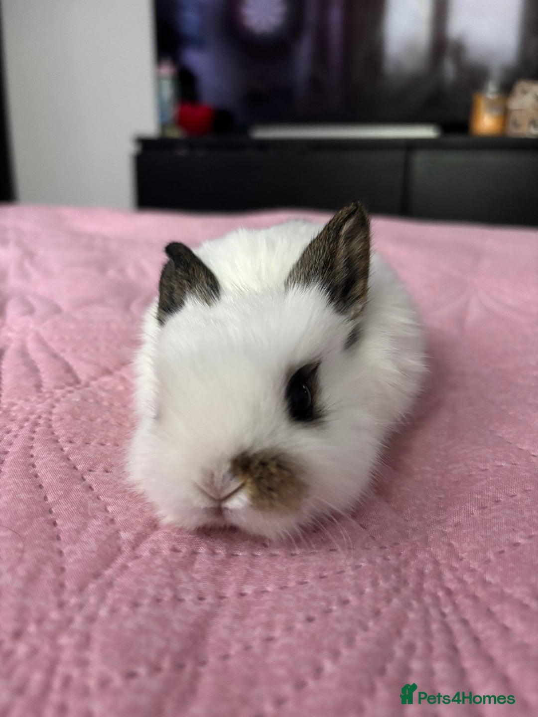 Mixed Breed rabbits for sale: 7 Gorgeous mixed dwarf hotot minilops  - Advert 17