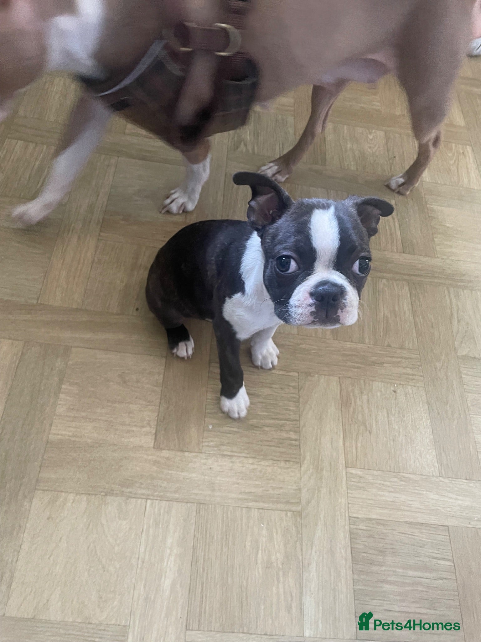 Boston Terrier dogs Last 2 Boston babies left   - Advert 9