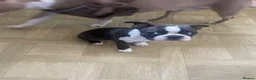 Boston Terrier dogs for sale: Last 2 Boston babies left   - Advert 1