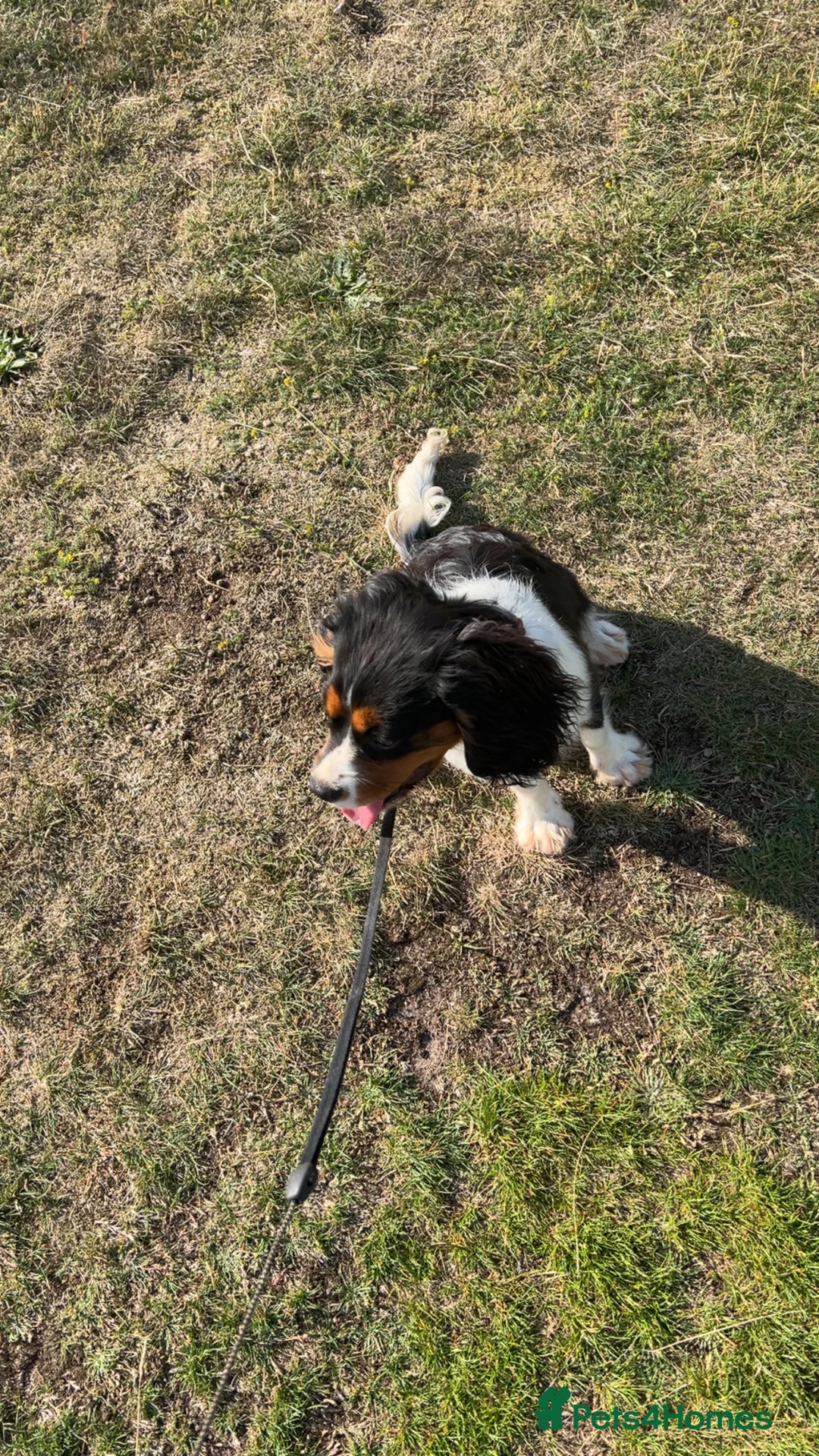 Cavalier King Charles Spaniel dogs for sale: Cavalier King Charles spaniel  - Advert 6