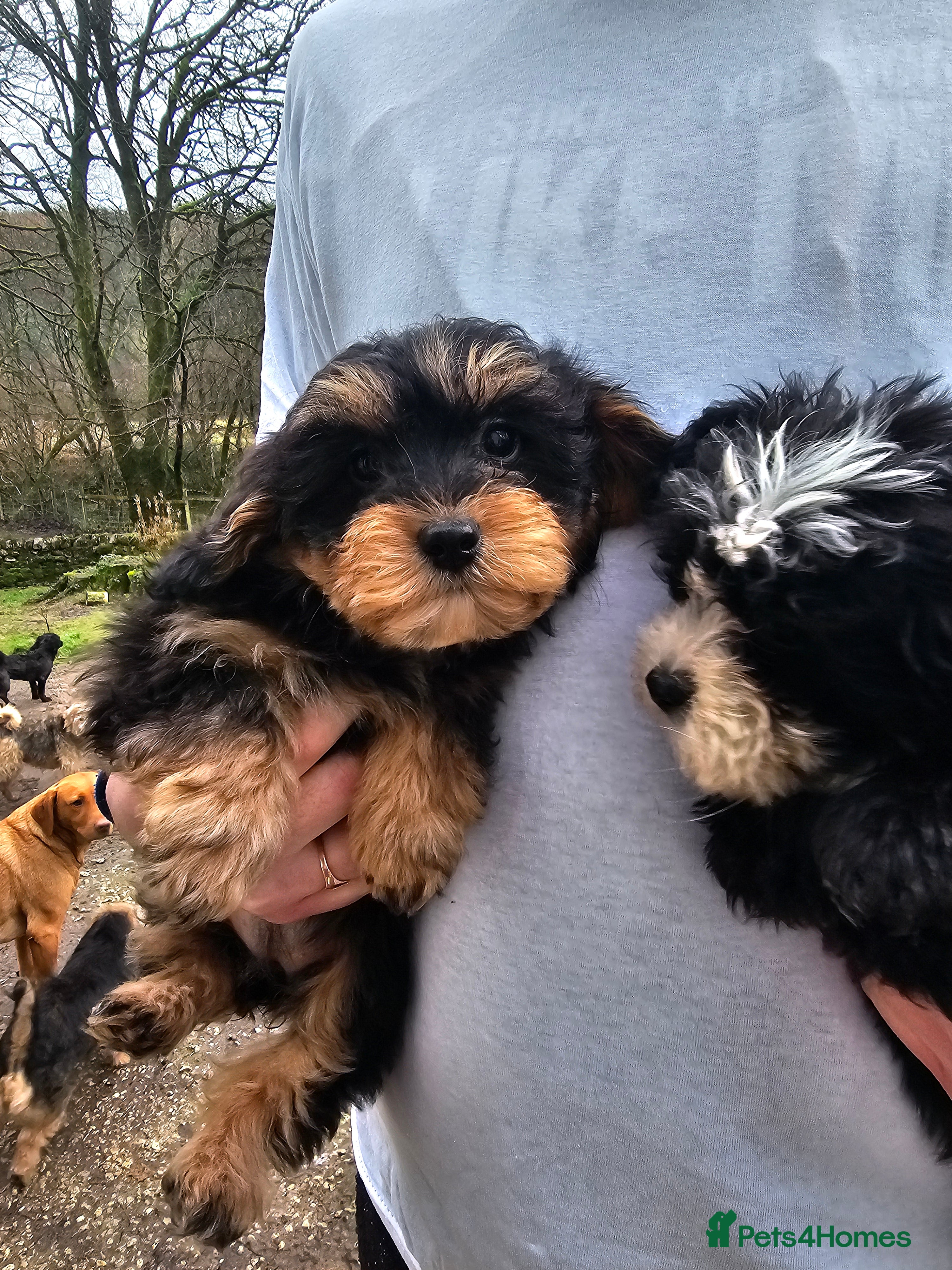 Shihpoo dogs Shih poo puppies - Advert 9