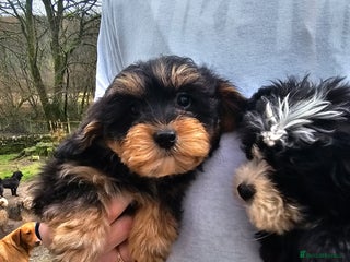 Shihpoo dogs Shih poo puppies - Advert 5