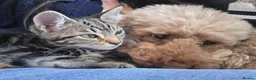 Mixed Breed cats for sale: Bengal cross boy with kitten bundle - Advert 5